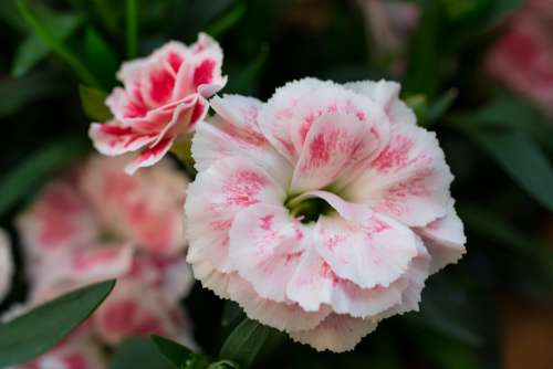 Flower Flowers White Pink Red Plant Nature Green