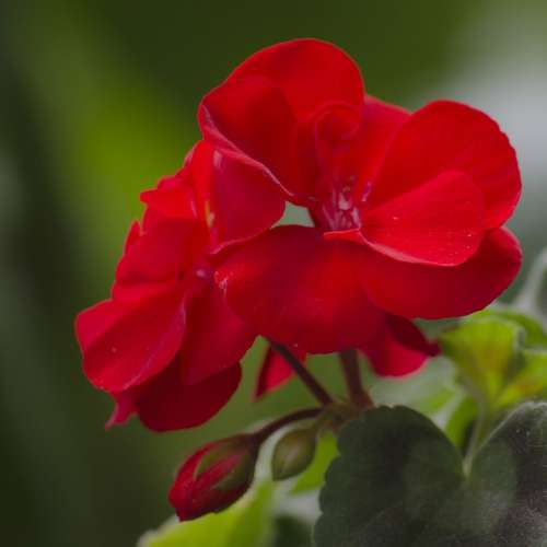 Flower Red Geranium Pelargonium Zonale Nature