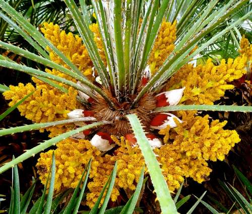 Flower Palm Palm Trees Beach