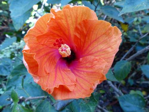 Flower Hibiscus Orange