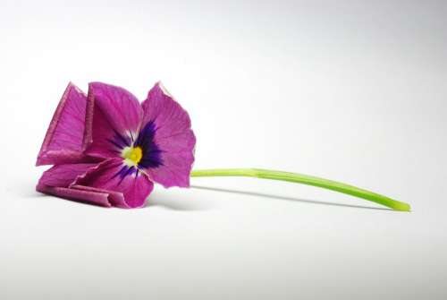 Flower Flower Close Up Purple Flowers Macro