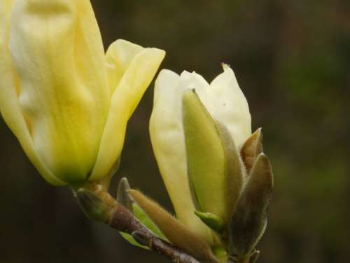 Flower Magnolia Cream Spring Macro