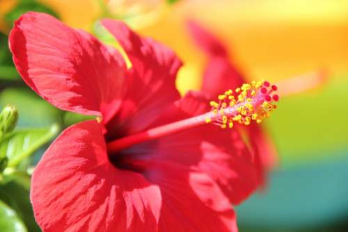 Flower Red Hibiscus Blossom Bloom Malvaceae