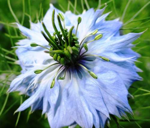 Flower Gretl In The Bush Garden Light Blue Tender