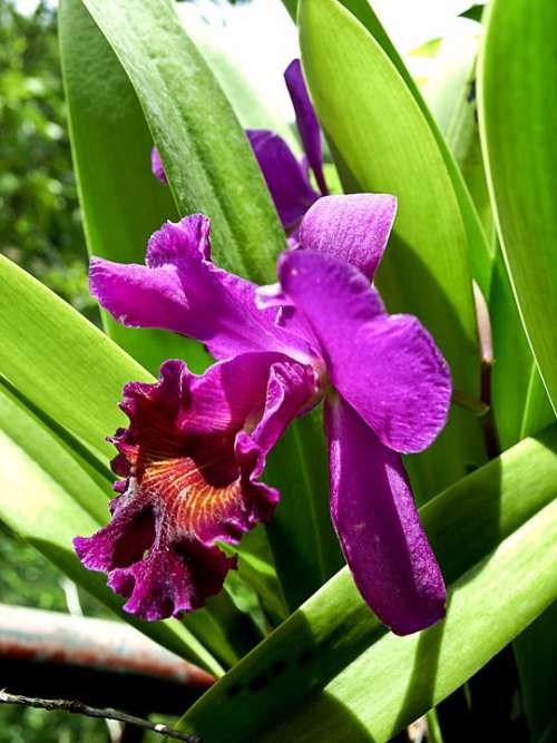 Flower Orchid Purple Flora Plant Tropical Garden