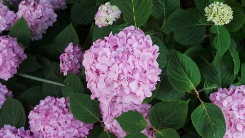 Flower Nature Garden Spring Pink