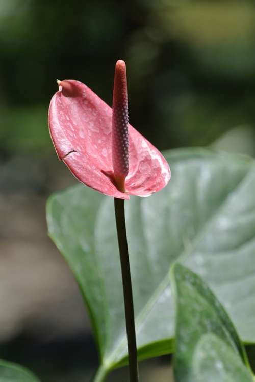 Flower Nature Red