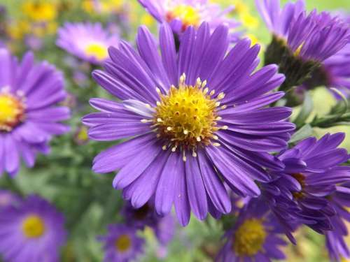 Flower Purple Nature Summer Meadow Plant Close Up