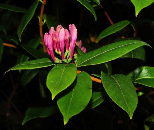 Blossom Bloom Flower Bush Red Garden