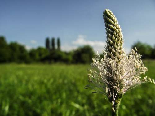 Flower Garden Nature Flora Flowers Plant Green