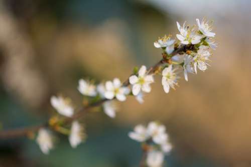 Blossom Bloom Flower Spring Cherry Blossom