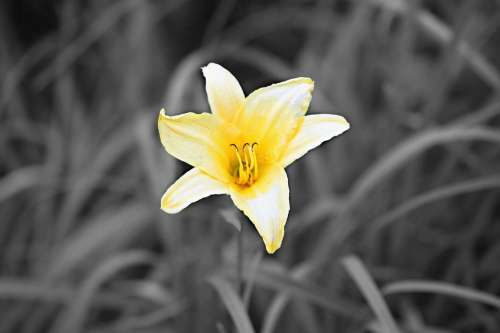 Flower Yellow Flower Bloom Petals Nature Plant