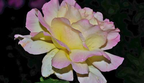 Flower Plant Nature Lilac Rose