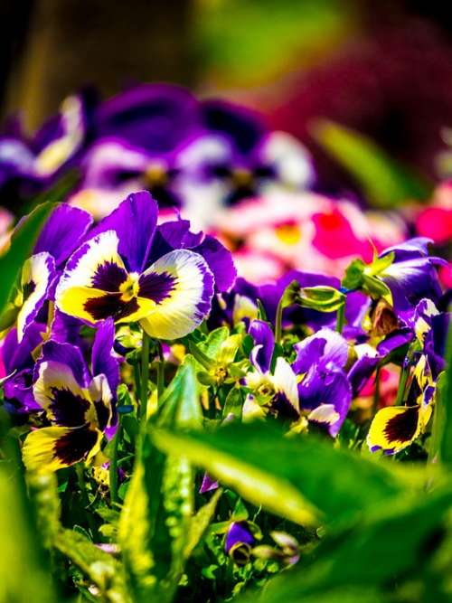 Blossom Bloom Bühen Violet Violaceae Spring Flower