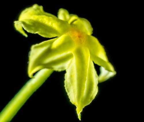 Flower Blossom Bloom Yellow Close Up