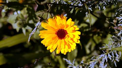 Flower Yellow Macro