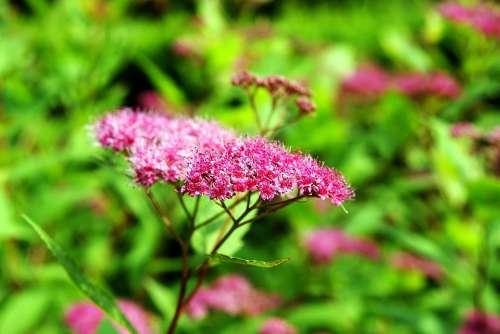 Flower Plant Bloom Flowers Summer The Sun Macro