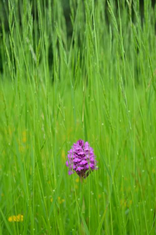 Flower Grass Herbs Violet Green Field Only