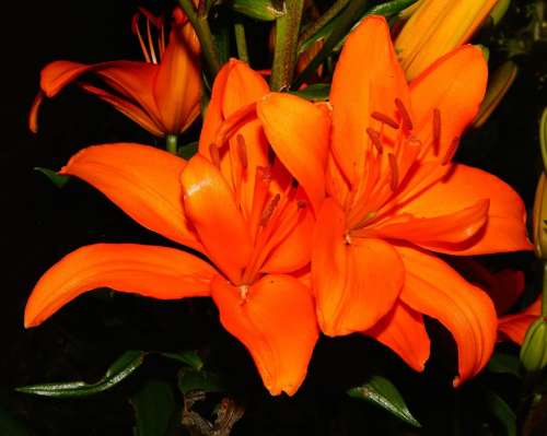 Flower Blossom Bloom Calyx Orange Lily Bright