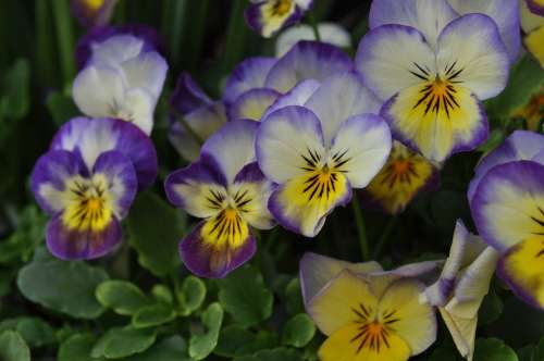 Flower Nature Blossom Bloom Spring Pansy 400–500