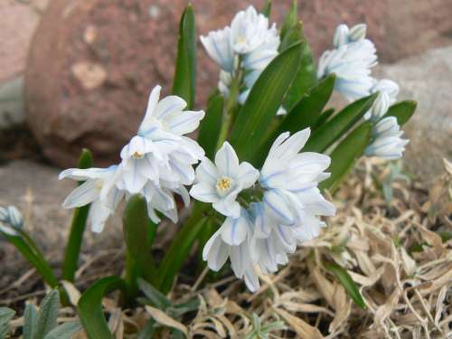 Flower White Garden Nature Plant Flourishing