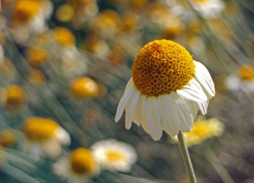 Blossom Bloom Chamomile Composites Medicinal Plant