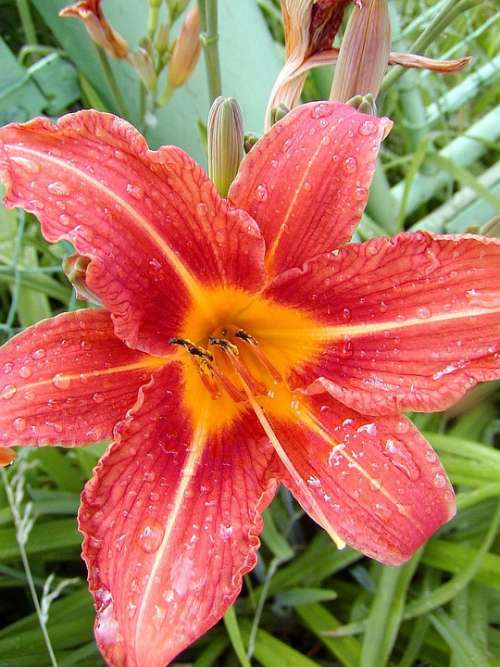 Flower Lily Garden Red Orange Drops Dew