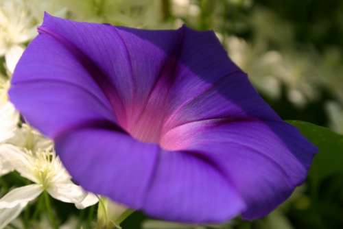 Flower Bloom Macro Close-Up Purple Morning-Glory