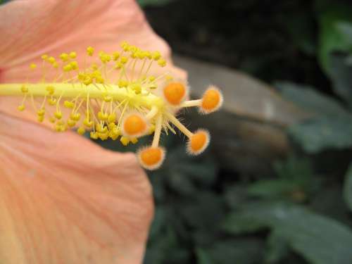 Flower Hibiscus Yellow Nature Beautiful Plant