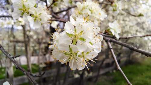 Flower White Blossom Tree Branch Bright Close-Up