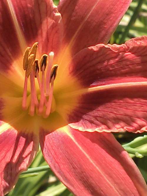 Blossom Bloom Flower Close Up Plant Red