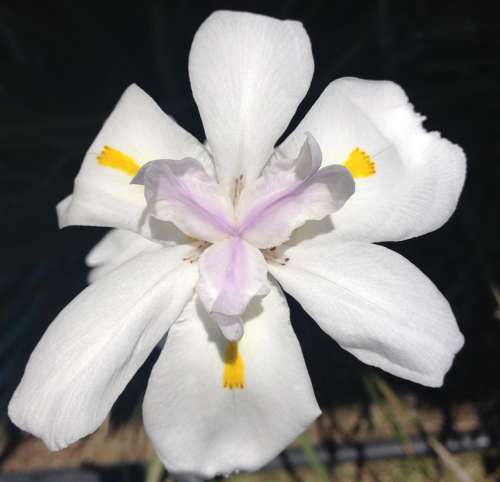 Flower Fairy Iris Garden White Yellow