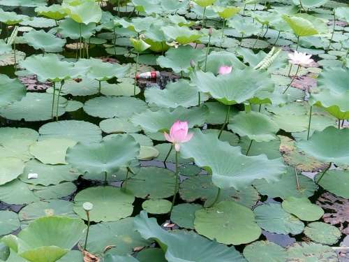 Flower Lotus Pond Green