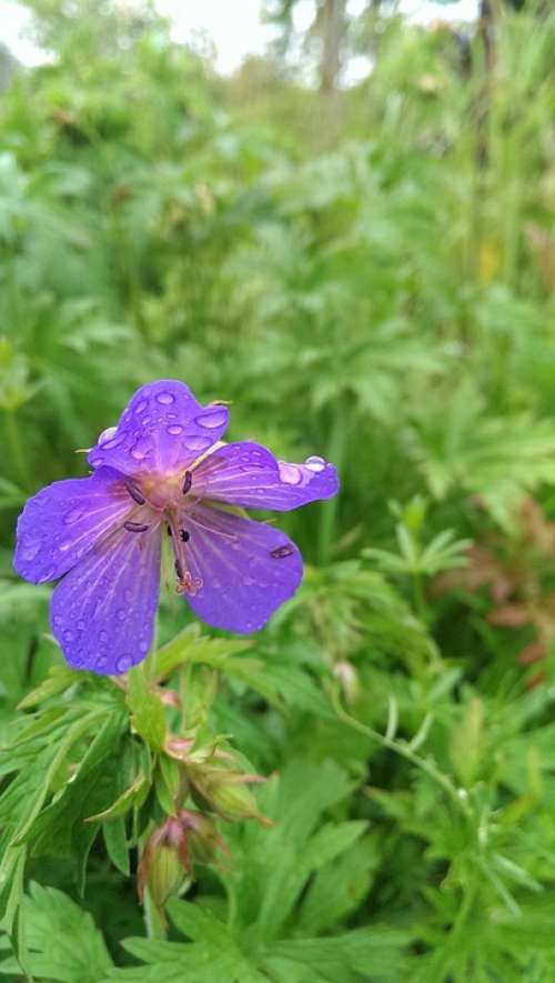Flower Raindrop Drop Of Water Wet Purple Blue
