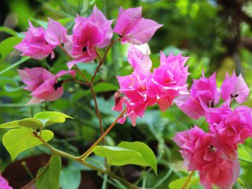 Flower Bougainvillea Pink Plant Beautiful Nature