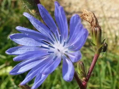 Blossom Bloom Blue Wait Chicory Nature Close Up