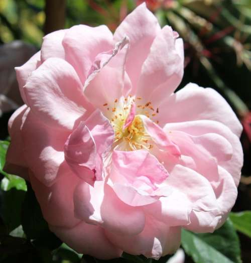 Flower Rose Blossom Bloom Pink Beauty Sunlight