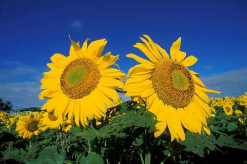 Flower Field Sunflowers Flowers Plants Flora