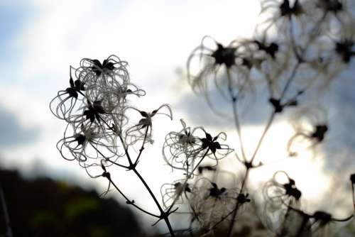 Flower Blossom Nature Beautiful Plant Blooming