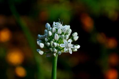 Flower White Blossom Green Nature Plant Beauty