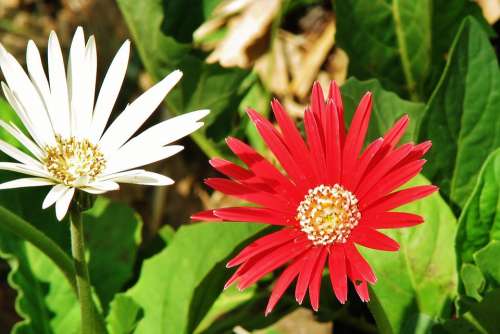 Flower Blossom Red White Nature