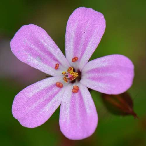 Flower Nature Macro