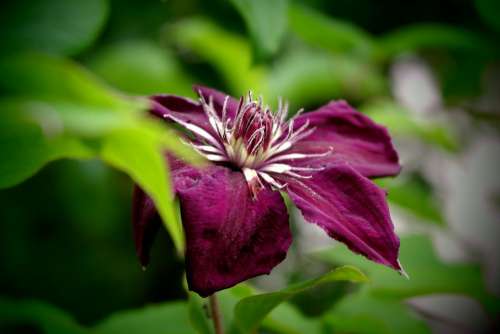 Flower Violet Macro