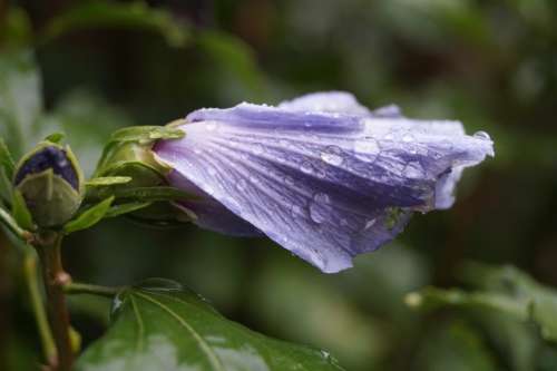 Flower Drip Purple Raindrop Macro Petal Close Up
