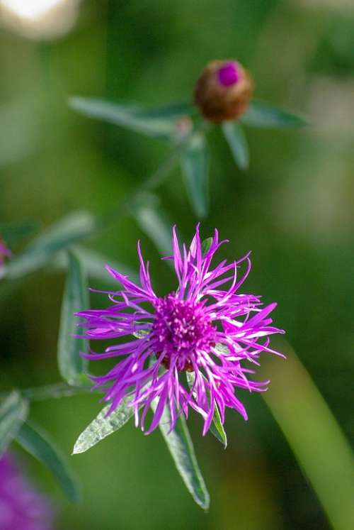 Flower Bloom Plant Garden