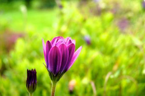 Flower Red Flora Purple Natural