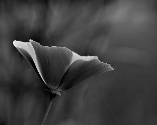 Flower Black And White White Black Nature