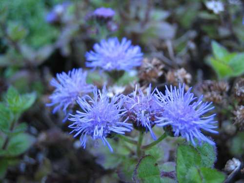 Blossom Bloom Blue Flower Nature Plant Close Up