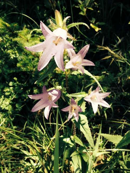 Flower Blossom Bloom Wild Flower Plant Bells Rose