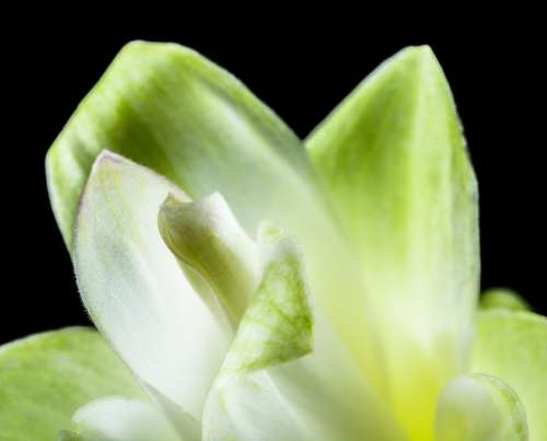 Flower Blossom Bloom White Green Close Up Petals